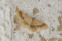 Idaea aversata