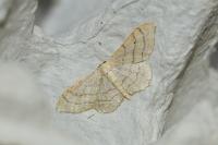Idaea aversata