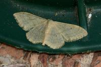 Idaea straminata
