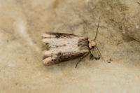 Axylia putris