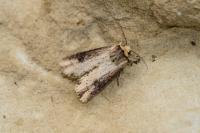 Axylia putris