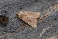 Mythimna albipuncta