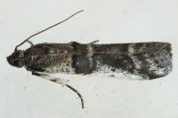 Pseudacrobasis tergestella