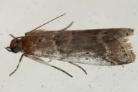 Pseudacrobasis tergestella