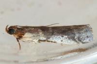 Pseudacrobasis tergestella