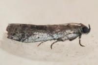 Pseudacrobasis tergestella