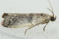 Pseudacrobasis tergestella
