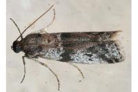 Ephestia welseriella