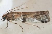 Ephestia welseriella