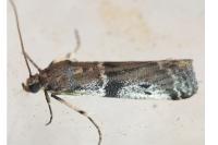 Ephestia welseriella