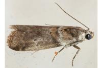 Acrobasis