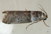 Acrobasis consociella/sodalella