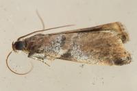 Acrobasis