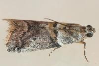 Acrobasis consociella/sodalella