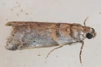 Acrobasis