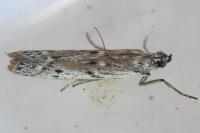 Phycitodes