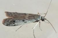 Phycitodes