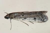 Phycitodes