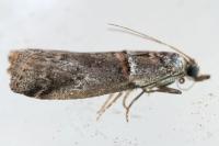 Acrobasis obliqua