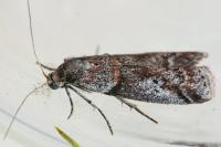 Acrobasis obliqua