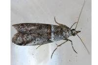 Acrobasis obliqua