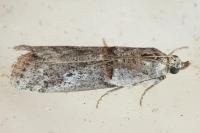 Acrobasis bithynella