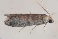 Ephestia