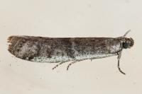 Ephestia