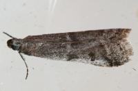 Ephestia