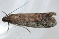 Ephestia