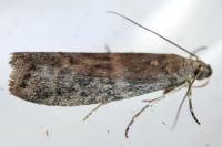 Ephestia