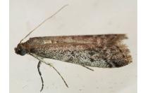 Ephestia