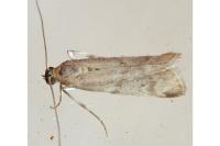 Ephestia