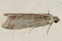 Ephestia