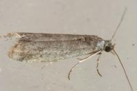 Ephestia