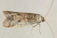 Ephestia
