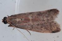 Ephestia