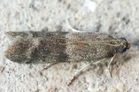 Ephestia