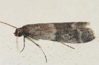 Ephestia