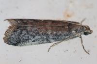 Ephestia