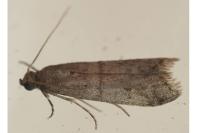 Ephestia