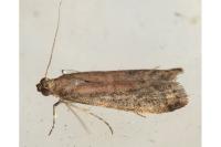 Ephestia