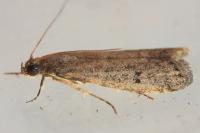 Ephestia