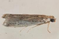 Ephestia