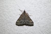 Pyrausta despicata