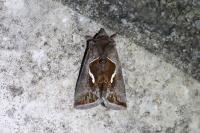 Macdunnoughia confusa