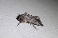 Autographa gamma