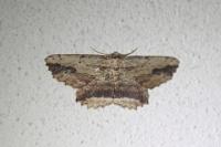 Menophra abruptaria