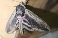 Sphinx ligustri