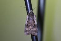 Noctua pronuba